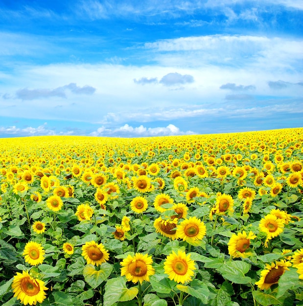 champ de tournesol