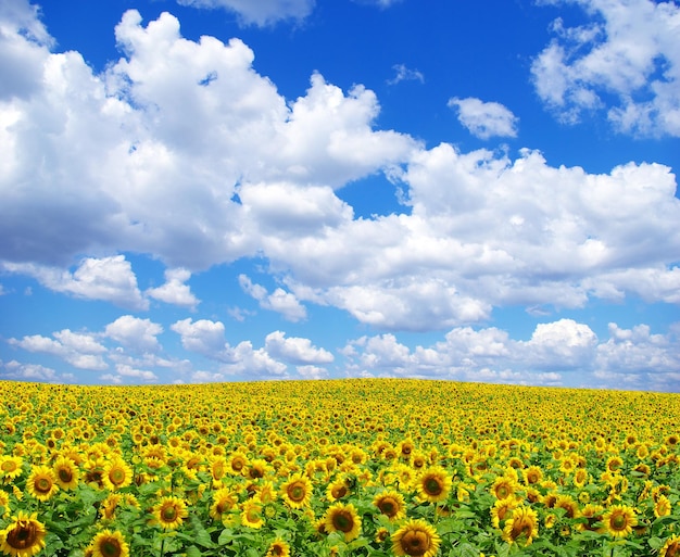 champ de tournesol