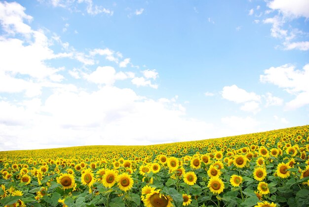 champ de tournesol