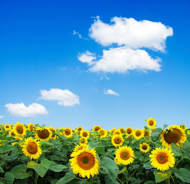 Champ de tournesol