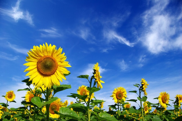 Champ de tournesol