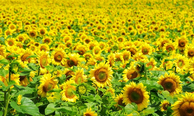 Champ de tournesol