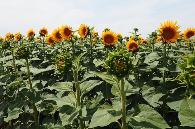 Champ de tournesols agricoles Le tournesol Helianthus est un genre de plantes de la famille des Astéracées Tournesol annuel et tournesol tubéreux Bourgeon fleuri aux pétales jaunes Feuilles poilues Serbie