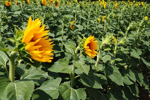 Champ de tournesols agricoles Le tournesol Helianthus est un genre de plantes de la famille des Astéracées