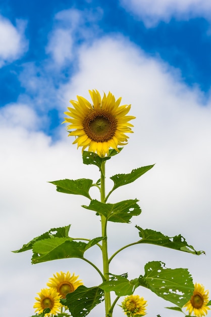 champ de tournesols au ciel bleu nuageux et des lumières du soleil