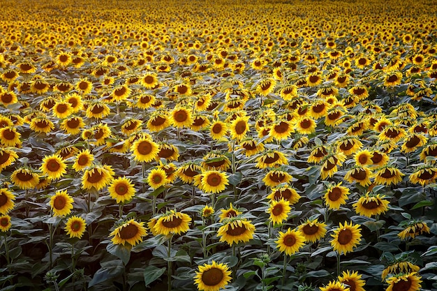 champ de tournesols au coucher du soleil