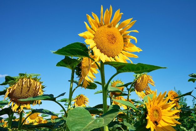 Champ de tournesols au jour d'été