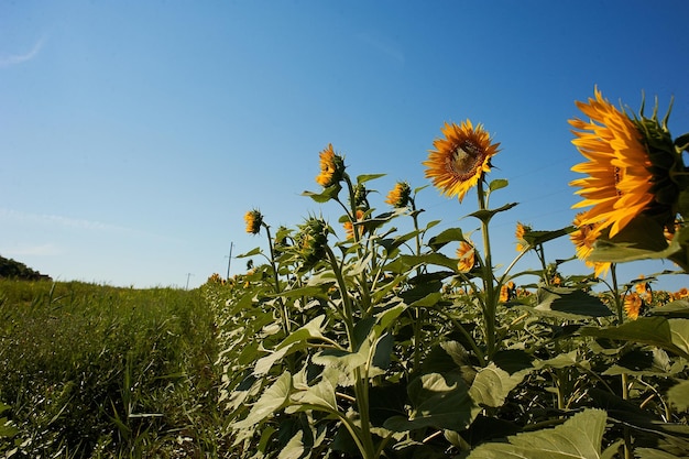 Champ de tournesols au soleil avec ciel bleu