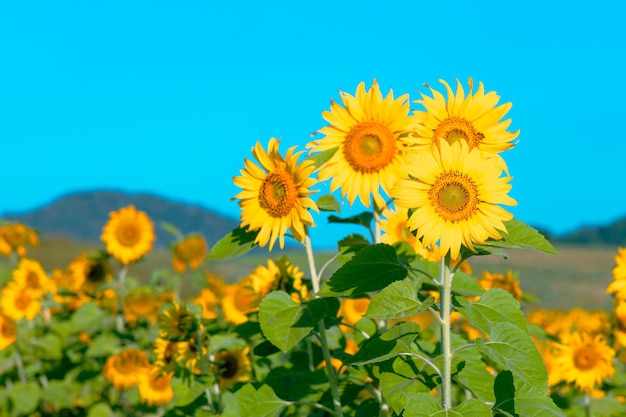 Champ de tournesols aux couleurs vives au soleil de midi sur une colline