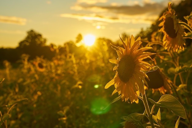 Un champ de tournesols aux rayons du soleil couchant