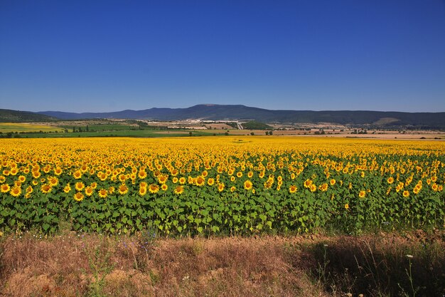 Le champ de tournesols, Bulgarie