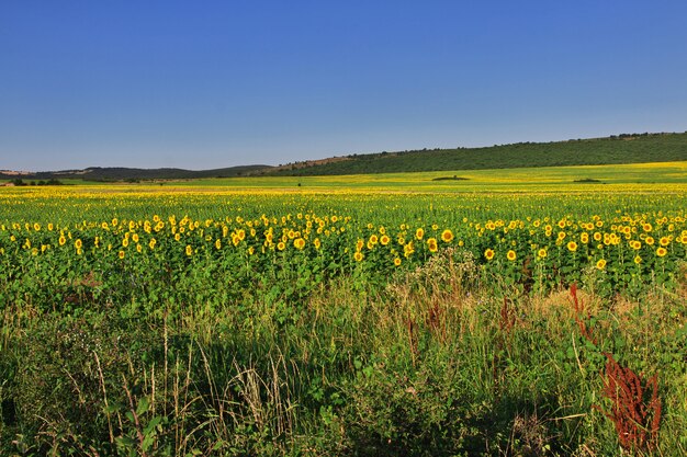 Champ de tournesols en Bulgarie