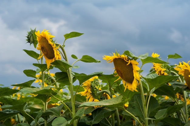 Champ de tournesols et le ciel avant la tempête