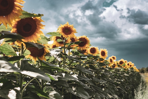 Champ de tournesols avec un ciel bleu nuageux. Agriculture. Beau paysage d'été