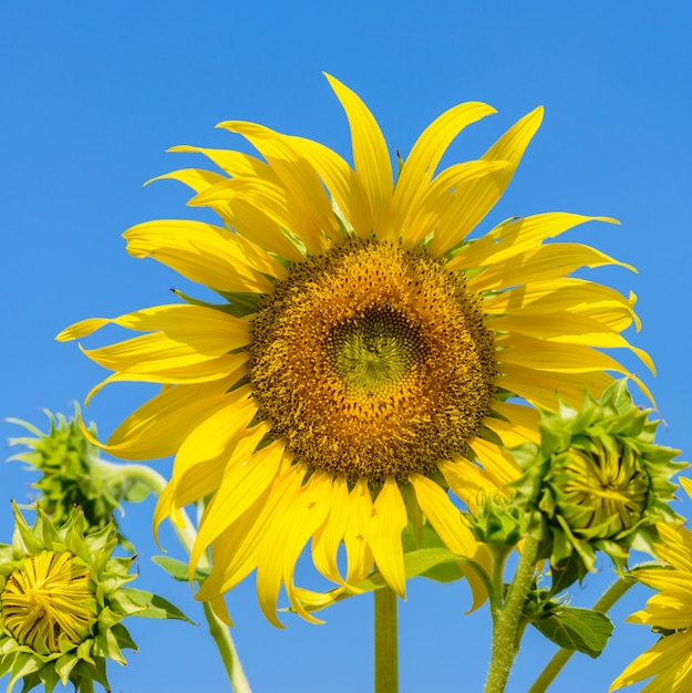 Champ de tournesols sur ciel bleu nuageux