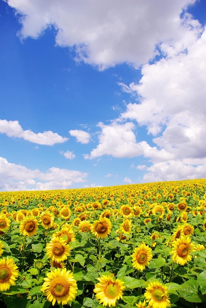 Champ de tournesols sur ciel bleu nuageux