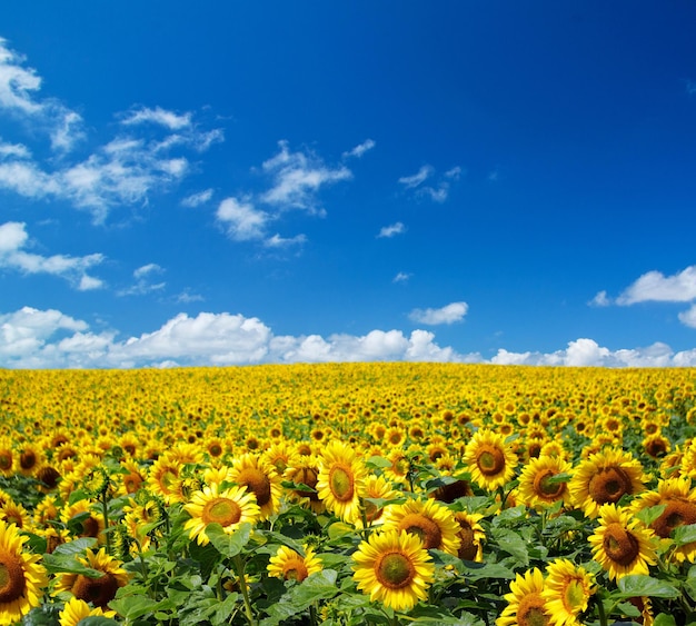 Champ de tournesols sur ciel bleu nuageux