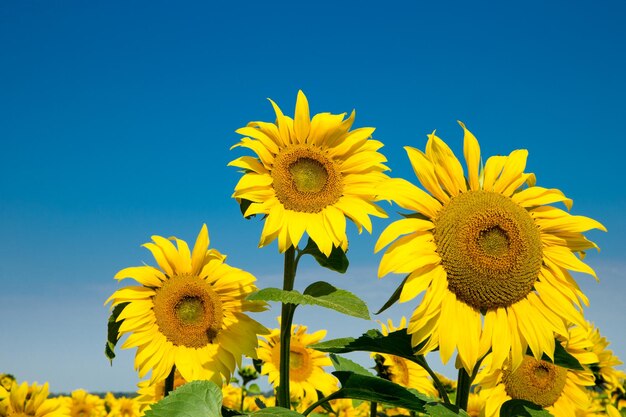 Champ de tournesols avec un ciel bleu nuageux