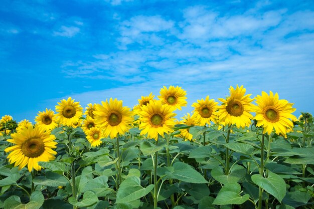 Champ de tournesols avec un ciel bleu nuageux