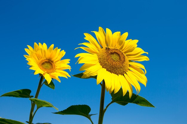 Champ de tournesols avec un ciel bleu nuageux