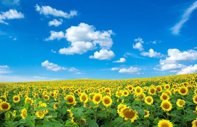 Champ de tournesols avec un ciel bleu nuageux