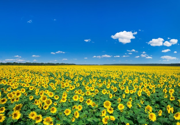 Champ de tournesols avec un ciel bleu nuageux