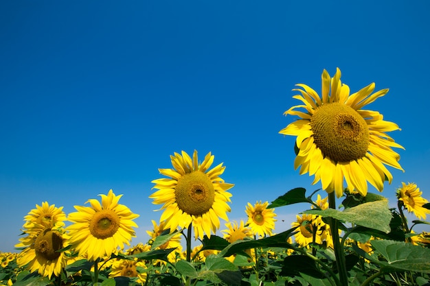 Champ de tournesols avec ciel bleu nuageux