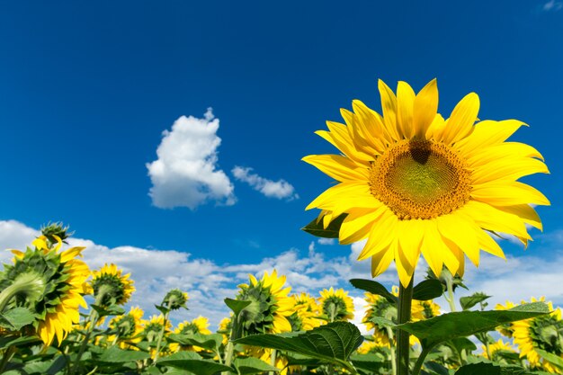 Champ de tournesols avec ciel bleu nuageux