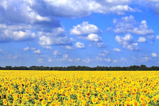 Champ de tournesols avec un ciel bleu nuageux