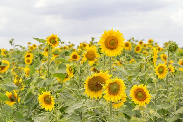 Champ de tournesols et ciel bleu soleil, fond d'été