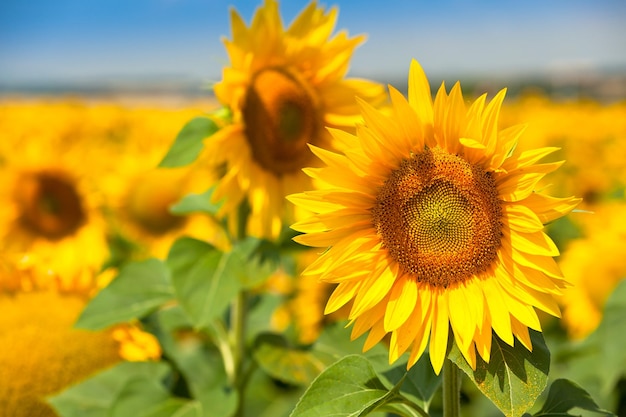 Champ de tournesols ciel bleu vif coup horizontal