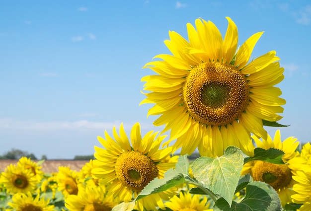 champ de tournesols avec un ciel bleu