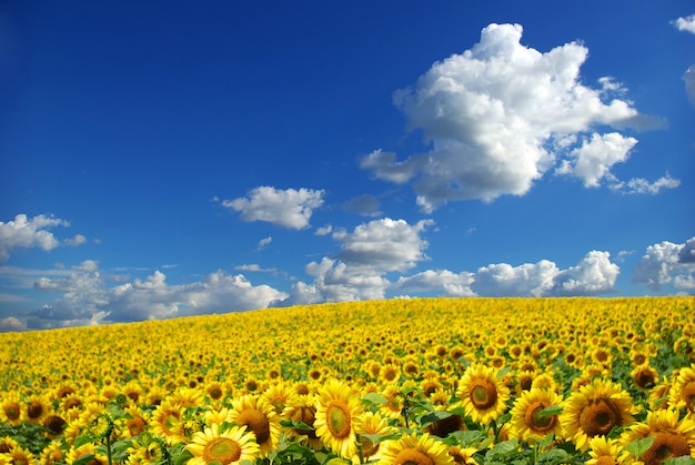 Champ de tournesols avec ciel bleu