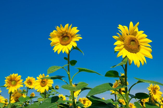 Champ de tournesols avec ciel bleu