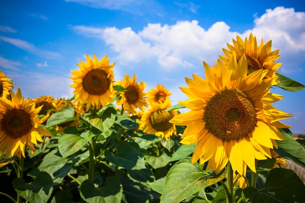 Champ de tournesols et ciel lumineux lbue