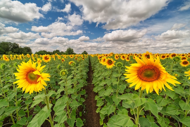 champ de tournesols et ciel avec nuages