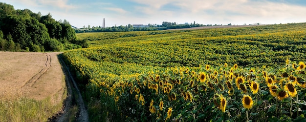 Champ de tournesols sur les collines rangées de fleurs jaunes
