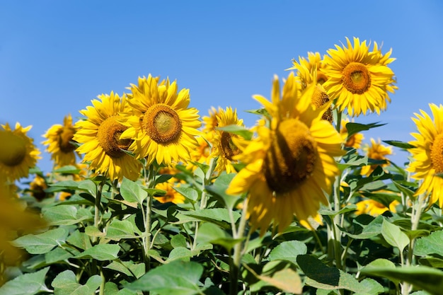 un champ de tournesols dans l'industrie agricole d'été