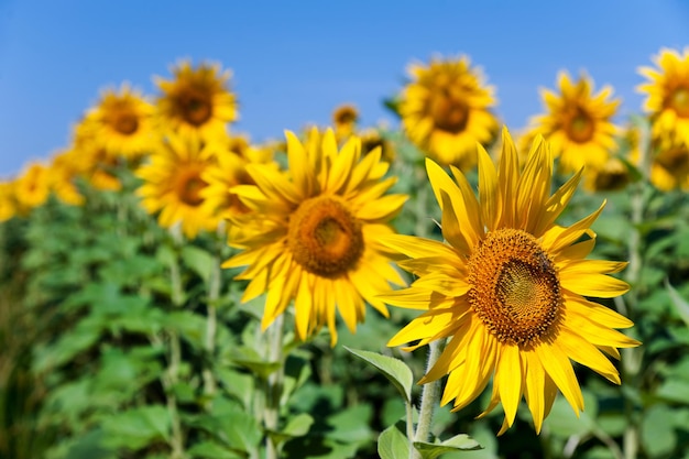 un champ de tournesols dans l'industrie agricole d'été