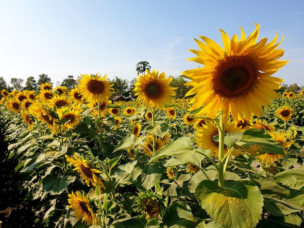 Champ de tournesols dans le jardin