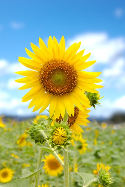 Champ de tournesols Dans le parc sous le ciel lumineux.