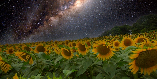 Champ de tournesols et différentes époques