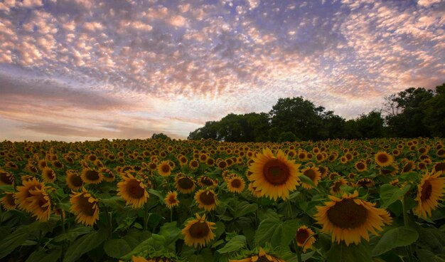 Champ de tournesols et différentes époques