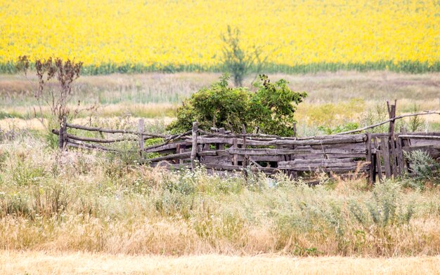 Champ avec des tournesols et du blé. Champ d&#39;été. Ancienne clôture dans le domaine