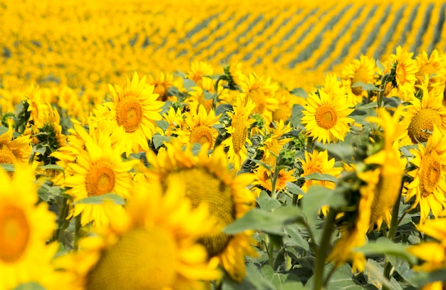 Champ avec des tournesols et du blé. Champ d&#39;été