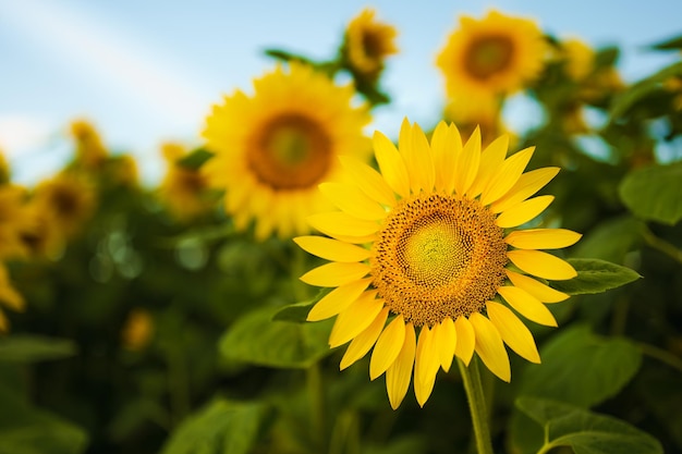 Un champ de tournesols est montré sur cette photo non datée.