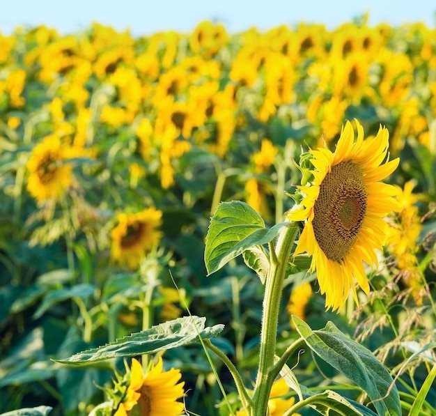 Champ de tournesols d'été (Helianthus annuus)