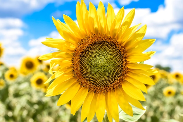 Champ de tournesols en été