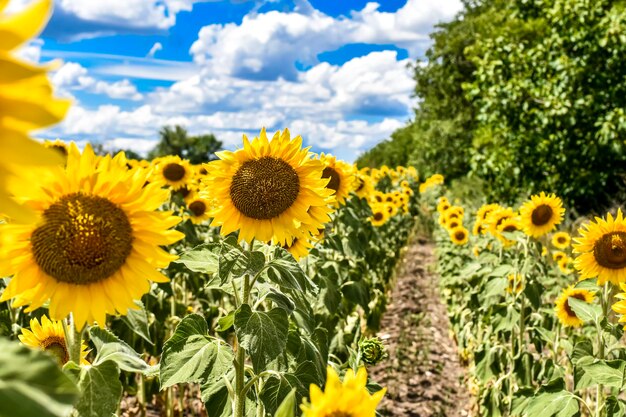 Champ de tournesols en été