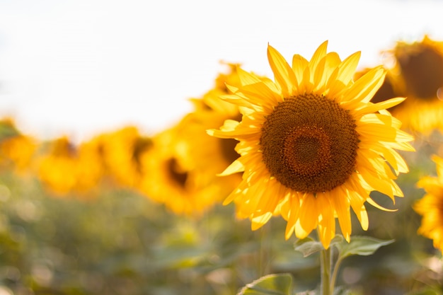 Champ de tournesols en été